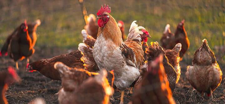 themenwelt themeneinstieg sozialverhalten von huehner 1600x740